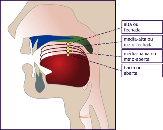 Fonética Articulatória Aparelho Fonador fonologia org